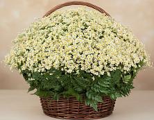 Цветочная композиция из Ромашки в корзине #REPLACE_PRED# Называевске
