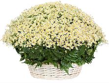 Цветочная композиция из Ромашки в корзине #REPLACE_PRED# Называевске